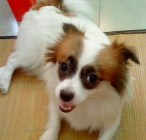 Papillon dog