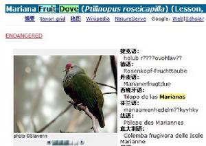 Mariana Fruit-Dove (Ptilinopus roseicapilla) (Lesson, 1831)