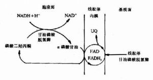 底物循環