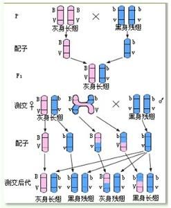 基因連鎖互換定律