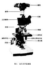 光學顯微鏡