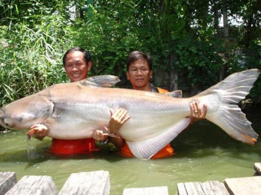 巨暹羅鯉是高棉國魚