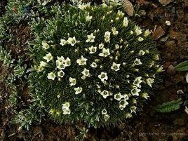 雪靈芝[植物]