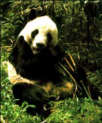 佛坪大熊貓自然保護區