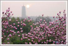 龍背山森林公園[江蘇省宜興市龍背山公園]