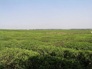 飛里鄉擁有近萬畝茶園