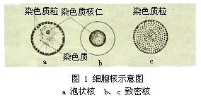 鞭毛總綱