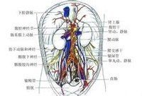 髂腹下神經