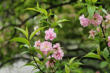 粉花重瓣麥李