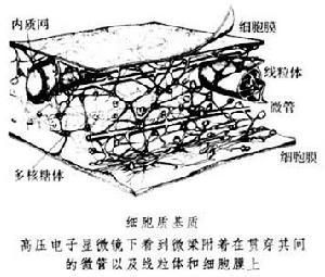 基質溶解