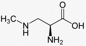 β-甲氨基-L-丙氨酸