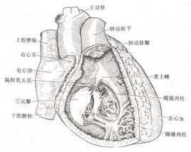 心漏病