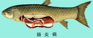 魚病防治