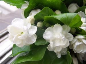 Jasminum sambac