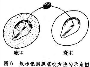 胚胎預定命運圖