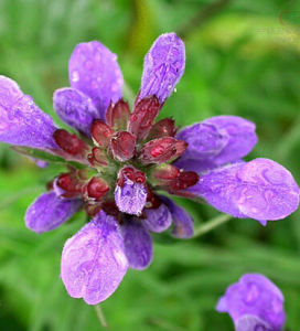 羽葉枝子花