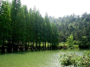 天花井珍稀植物公園