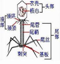 噬菌體構造