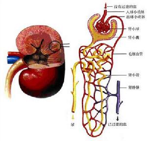 腎內自身調節