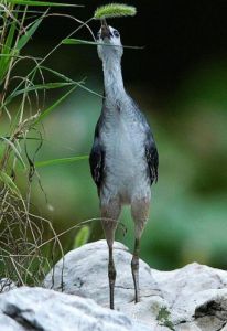 白胸苦惡鳥