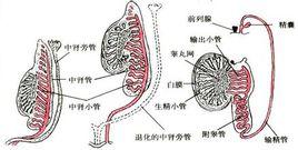 中腎管