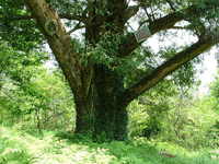 岩泉國家森林公園