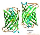 綠色螢光蛋白套用