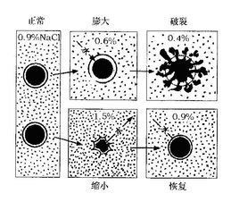 等滲溶液