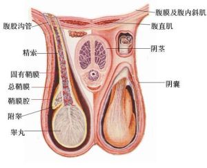 睪丸解剖