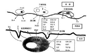 免疫抑制物