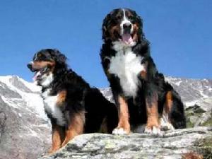 Bernese Mountain Dog