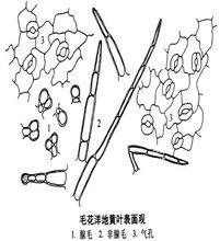 洋地黃[唇形目玄參科植物]