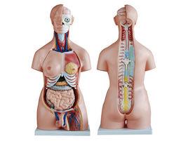 人體軀幹模型