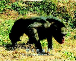 青島野生動物世界