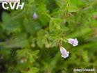 Scutellaria baicalensis