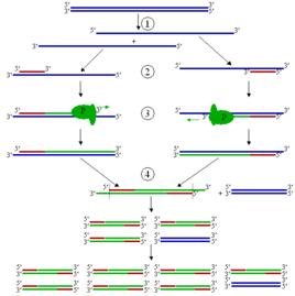 PCR[生物學的聚合酶鏈反應]