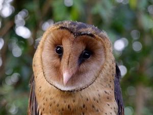 Barn owl