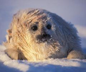 雪地上休息的一隻斑紋海豹幼仔