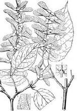 細齒錫金槭
