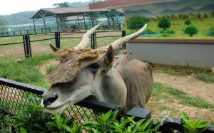 無錫動物園