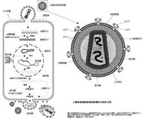 人類免疫缺陷病毒