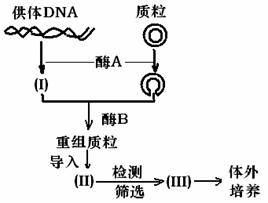 體細胞雜交