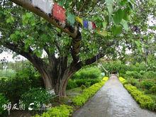 藍毗尼園