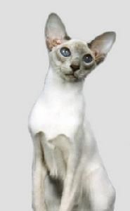 Siamese cat