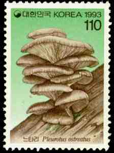 Pleurotus ostreatus Kummer