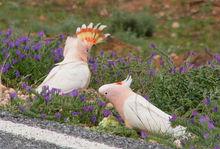 米切氏鳳頭鸚鵡