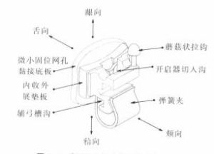 SPEED矯治技術