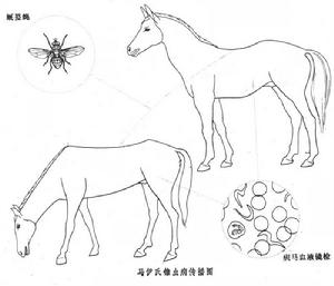 馬傳播途徑