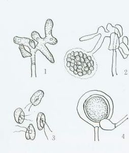 棉苗猝倒病病菌1.孢子囊2.孢囊中的遊動孢子3.遊動孢子4.雄器、藏卵器及卵孢子