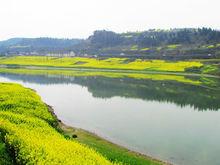 樂賢街道丁家壩村油菜花